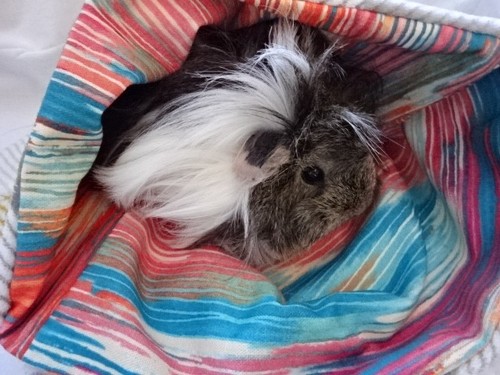 Guinea pig large cuddle - guinea,