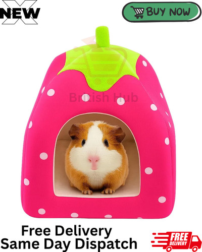 Rabbit bed guinea - guinea, pig