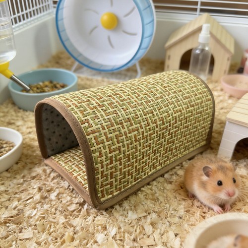 1xhamster cool nest guinea - 1xhamster,