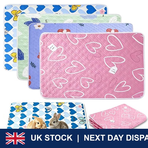 Pack guinea pig - 4,
