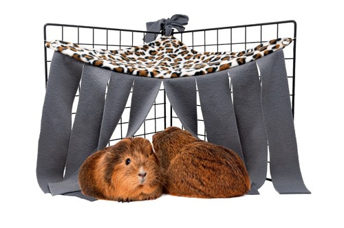 Guinea pig and - pig, small