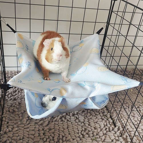 Hamster guinea pig - guinea, hammock