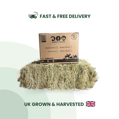Guinea pig rabbit - pig, hay