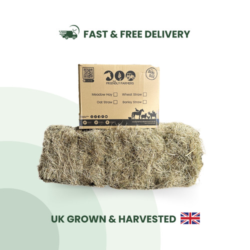 Hay guinea pig - hay,