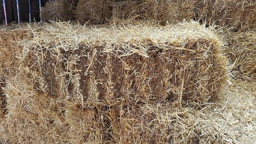 Barley straw full - barley,