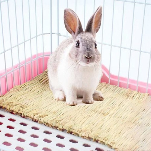 Pet rabbit grass - pet, mat