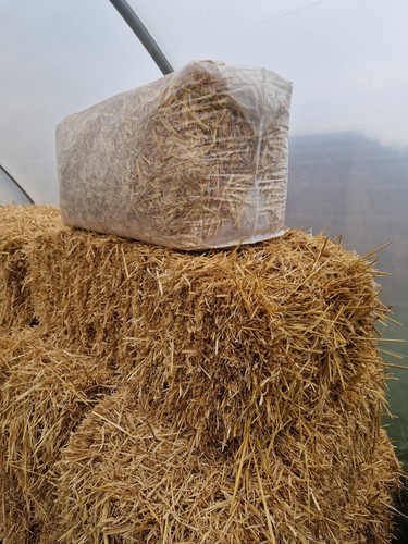 Pet animal barley - animal, straw