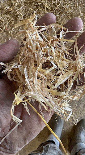 Premium barley straw pet - premium,