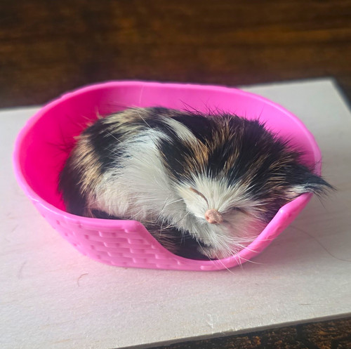 Guinea pig plastic - guinea, hide