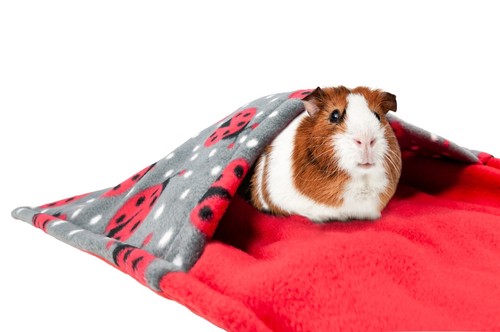 Waterproof guinea pig and - waterproof,